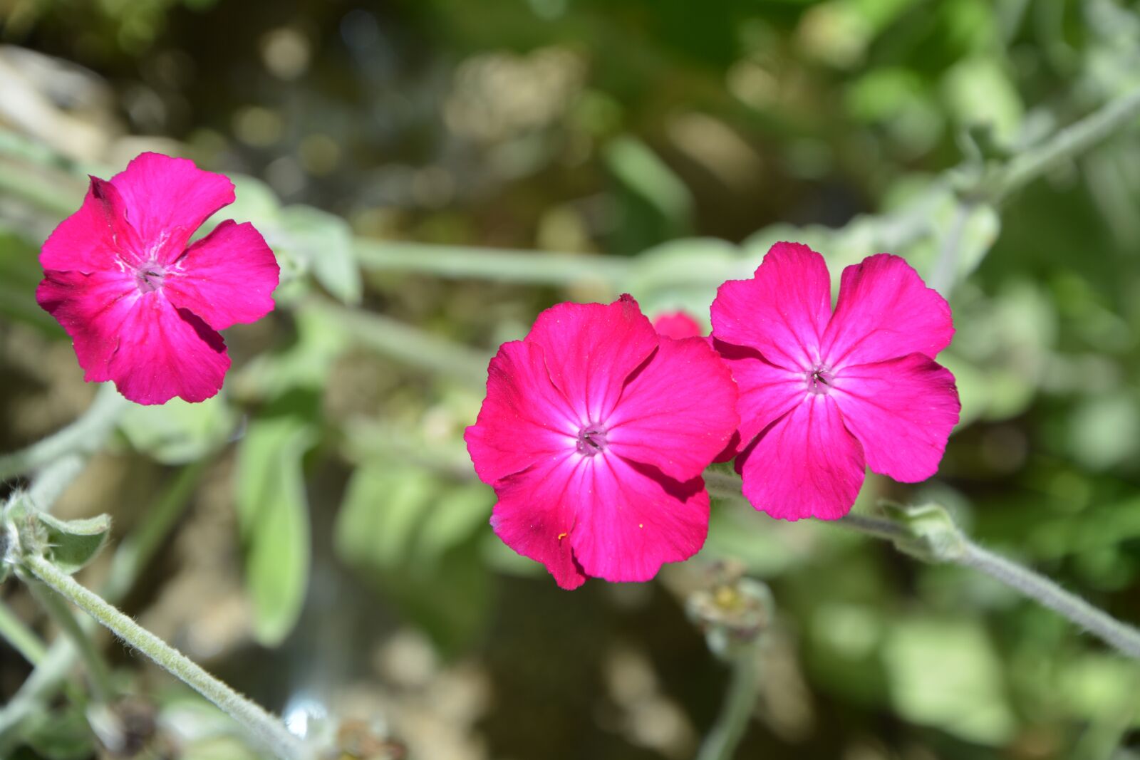 Nikon D5200 sample photo. Flower, pink, petals photography
