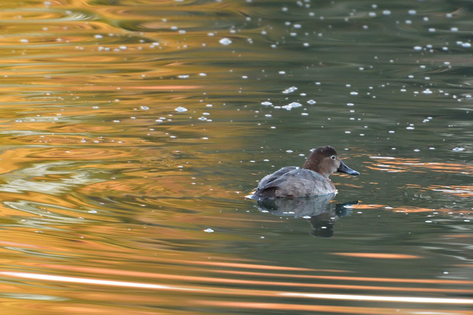Nikon D500 sample photo. Waters, bird, pond photography