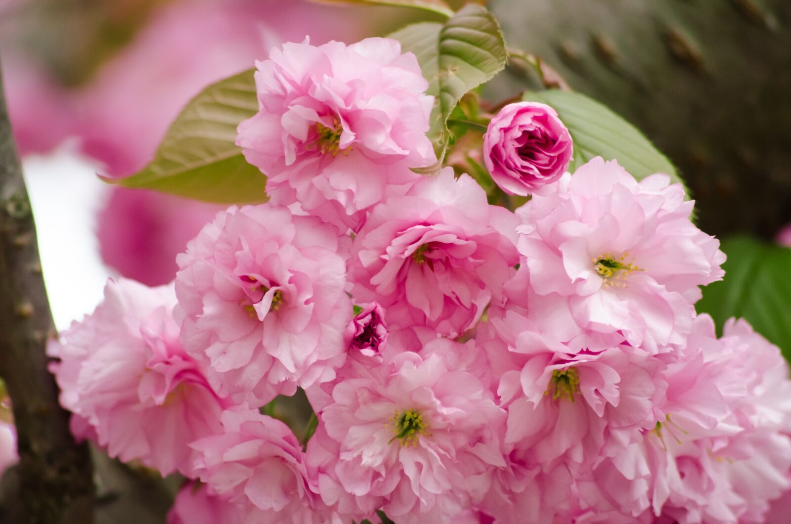 Nikon D5100 sample photo. Cherry blossom, wild cherry photography
