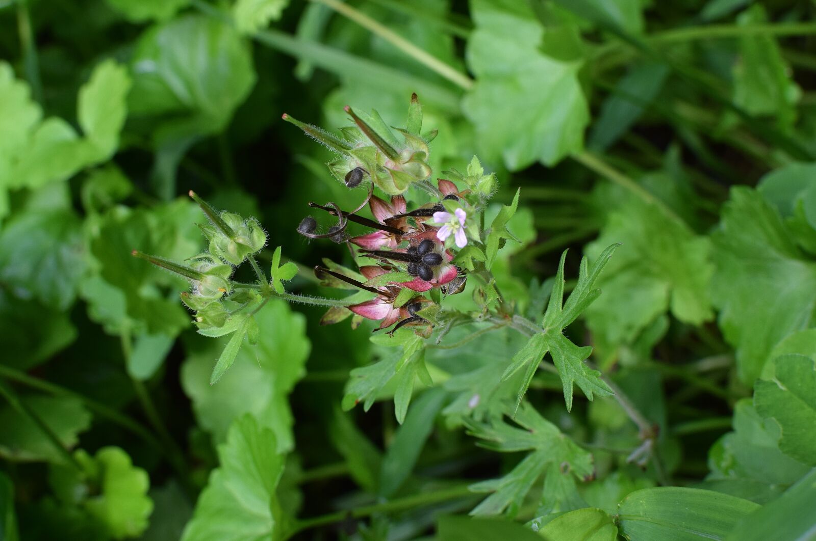 Nikon D3300 sample photo. Wild geranium seedpods, wildflower photography