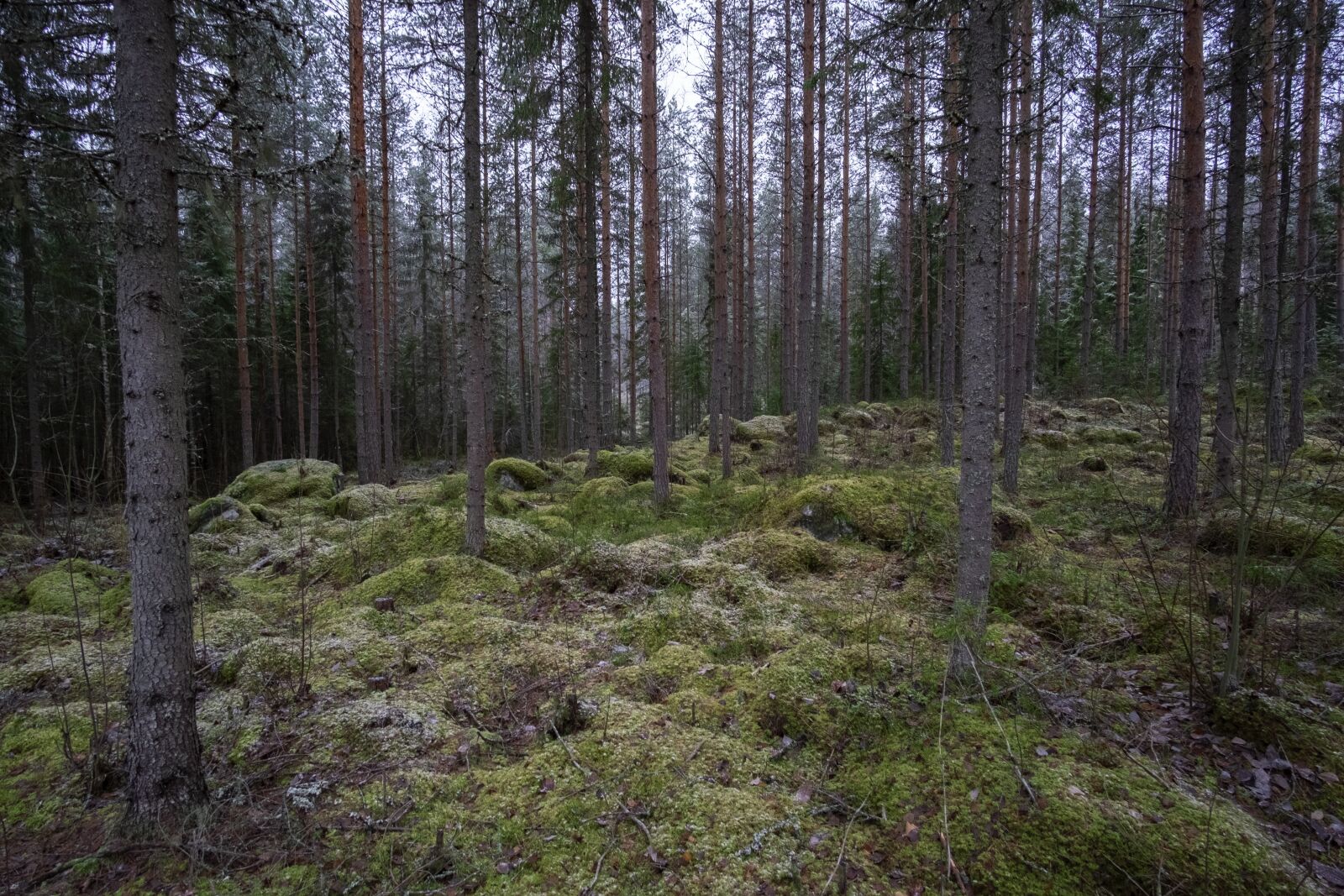 Fujifilm X-E2 sample photo. Forest, nature, landscape photography