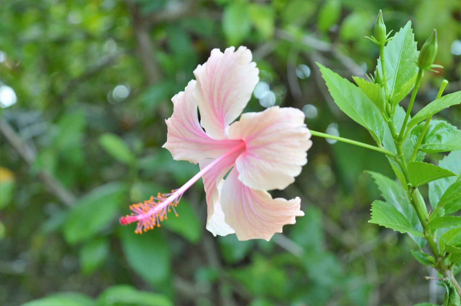 Nikon D3200 sample photo. Nature, plant, flower photography