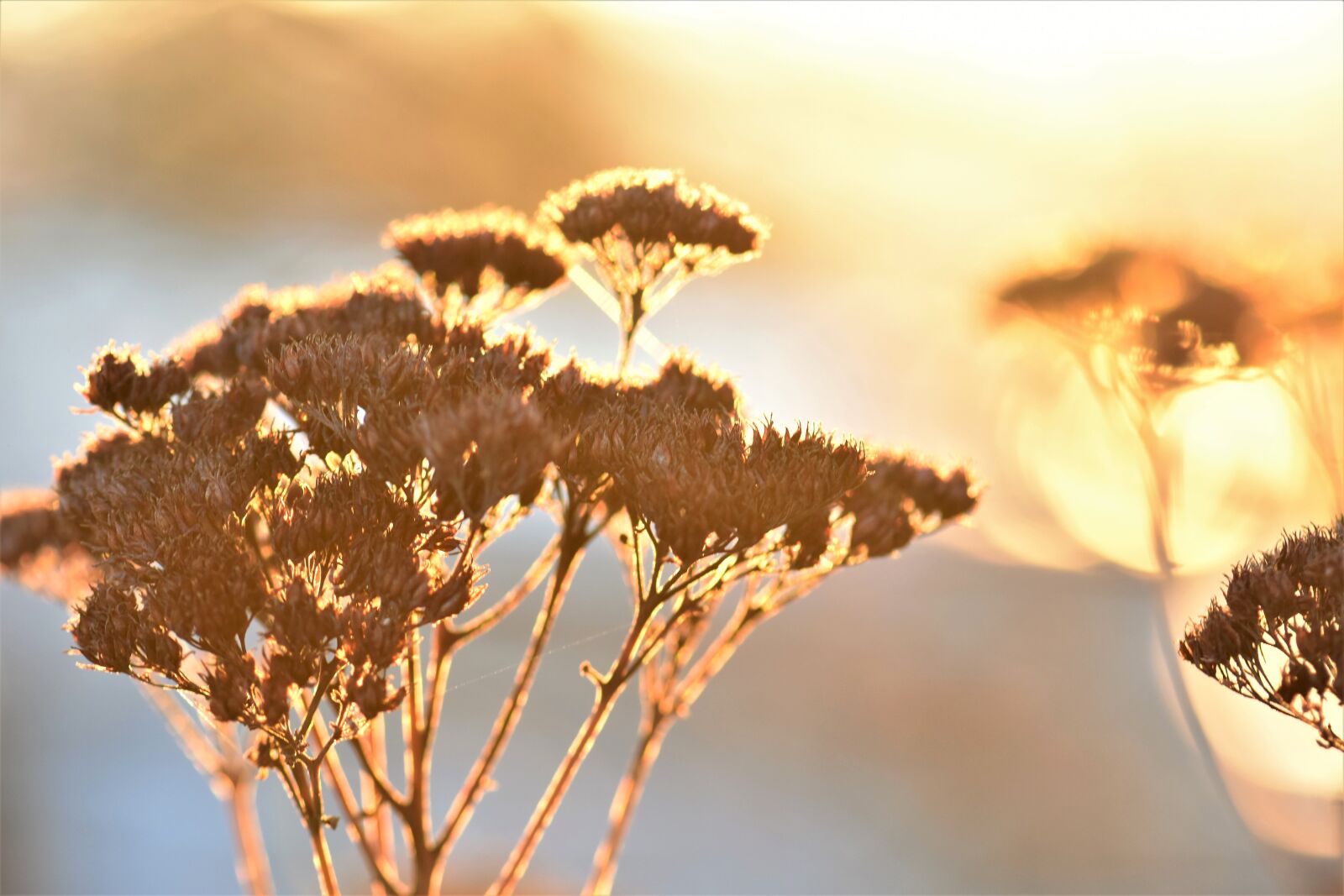 Nikon D5500 sample photo. Mood, plant, dried photography