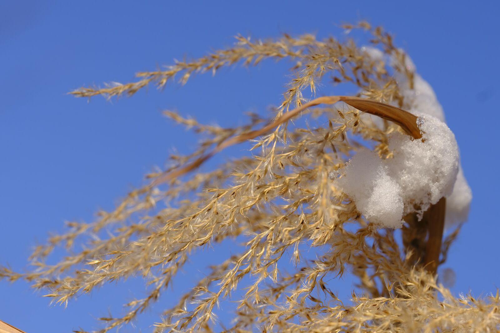 Fujifilm X-T2 + Fujifilm XF 80mm F2.8 R LM OIS WR Macro sample photo. Winter, snow, grass photography