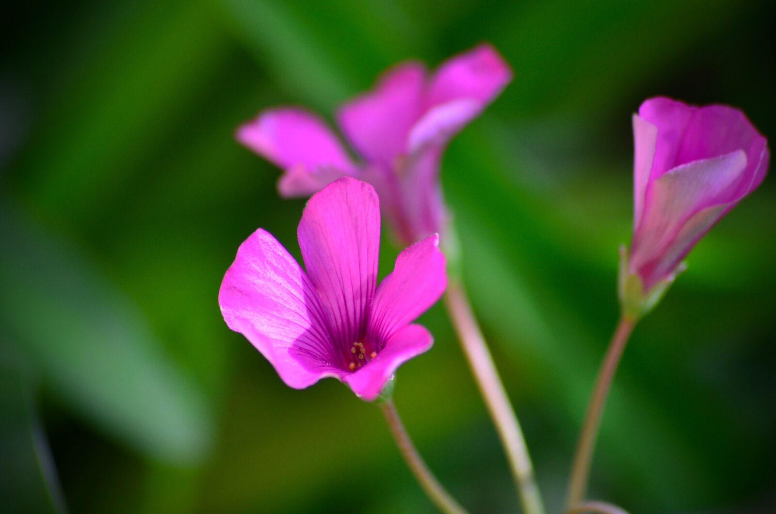 Nikon D7000 sample photo. Pink flowers, floral, spring photography