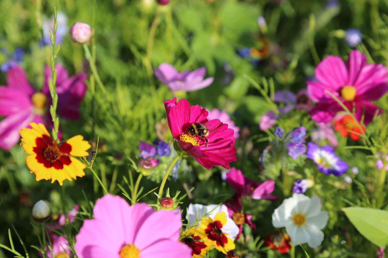 Canon EF 24-105mm F4L IS USM sample photo. Flowers, meadow, flower meadow photography