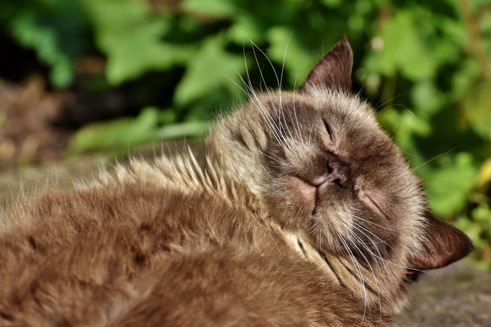 Nikon D7200 sample photo. Breed cat, cat, thoroughbred photography