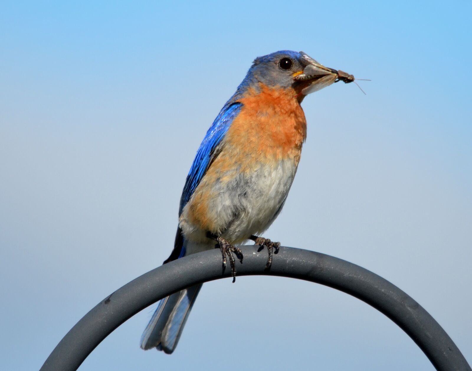 Nikon D7000 sample photo. Blue bird, bird, nature photography