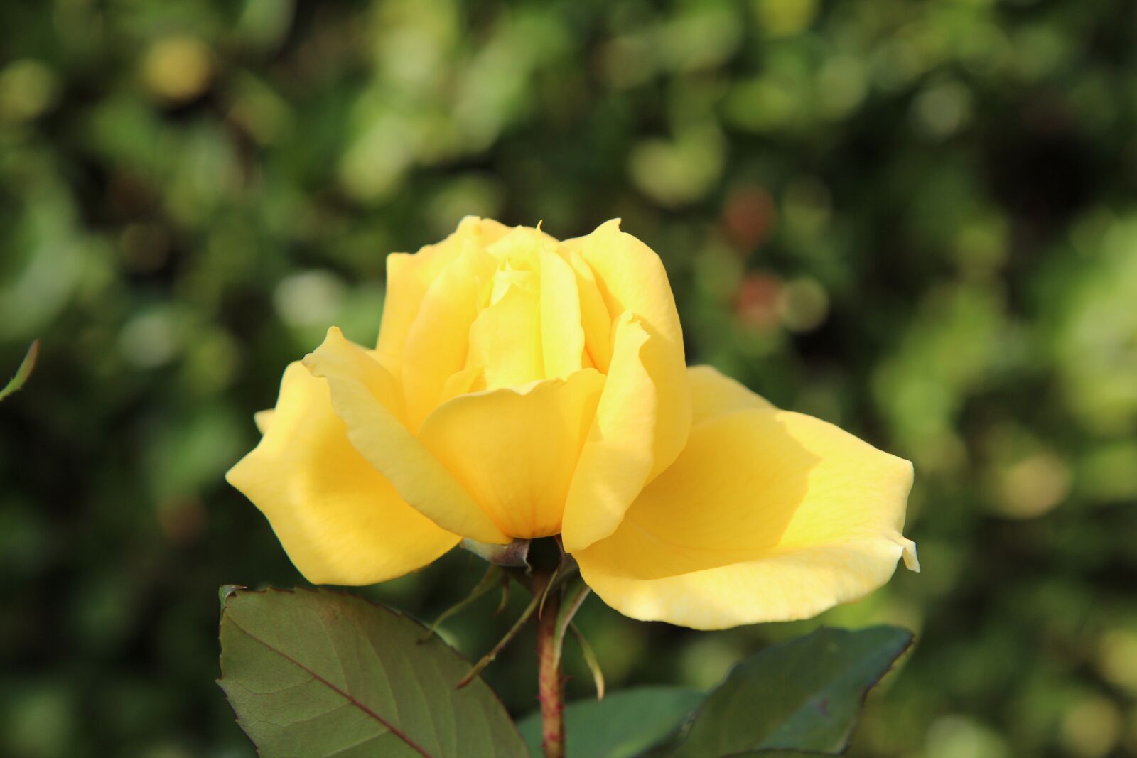 Canon EOS 600D (Rebel EOS T3i / EOS Kiss X5) sample photo. Rosebush, yellow rose, pink photography