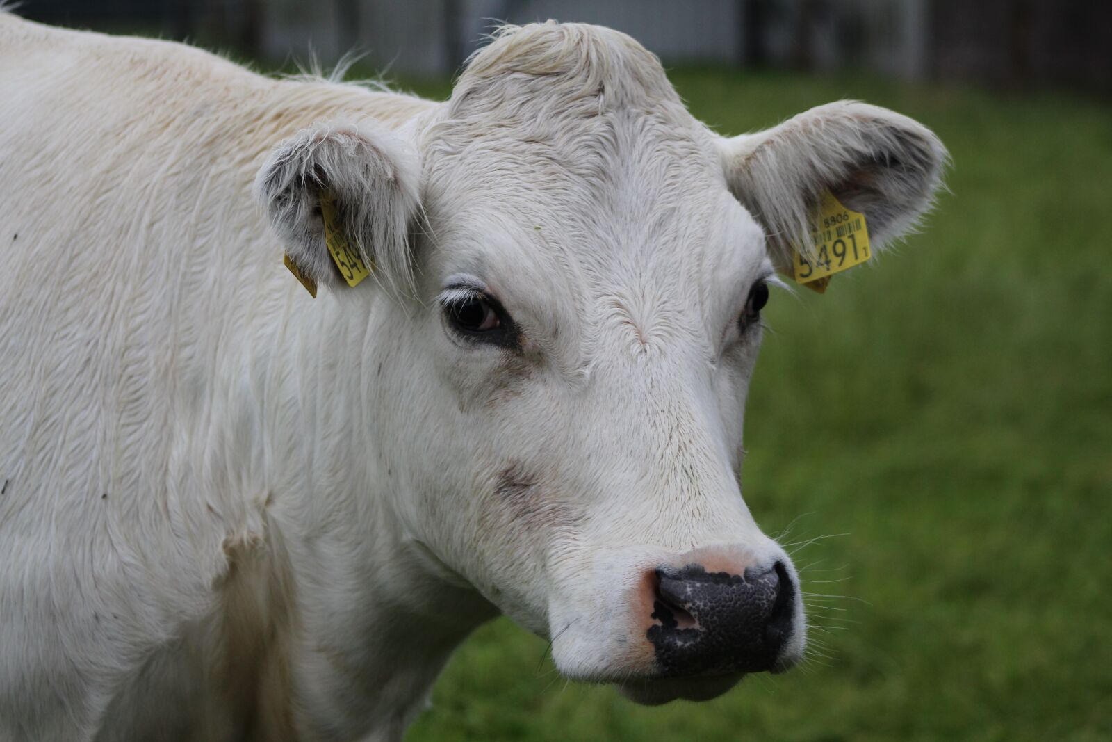 Canon EOS 600D (Rebel EOS T3i / EOS Kiss X5) sample photo. Cow, white, meadow photography