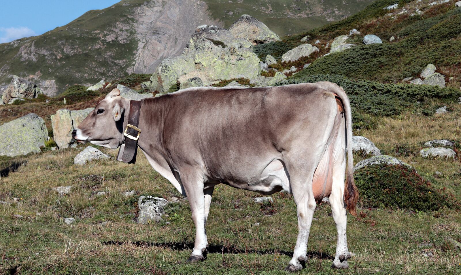 Canon EF 50mm F1.8 STM sample photo. Mountain cow, alpine, cow photography