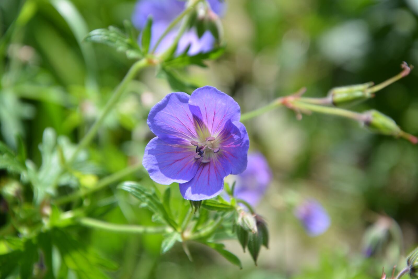 Nikon D5200 sample photo. Flowers, blue, blue flowers photography