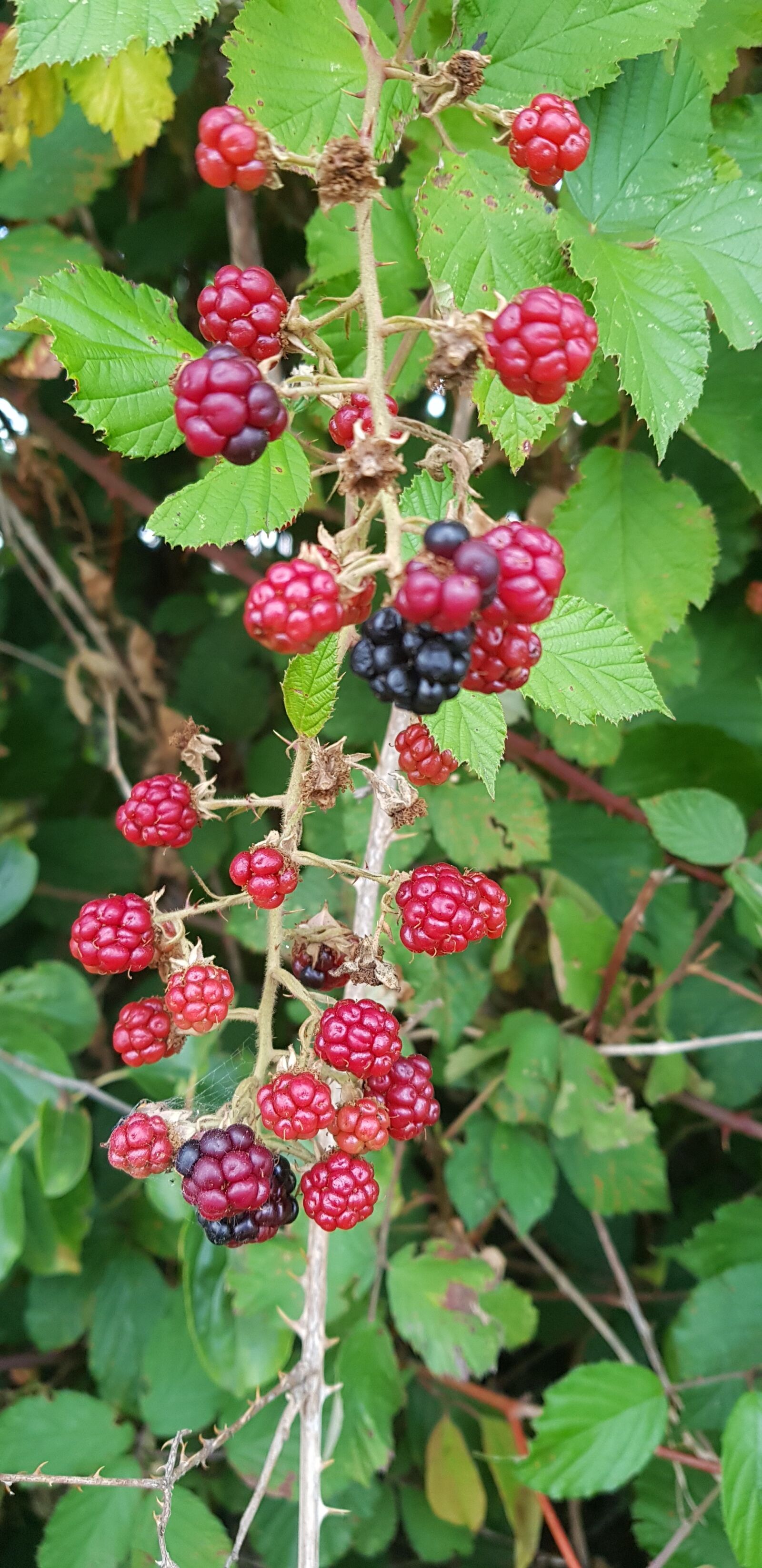 Samsung Galaxy S8 sample photo. Nature, blackberries, fruit photography