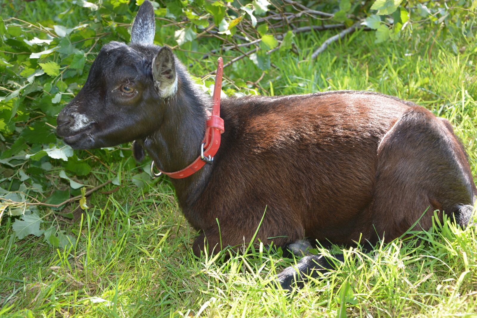 Nikon D5200 sample photo. Goat, kid, lounging photography