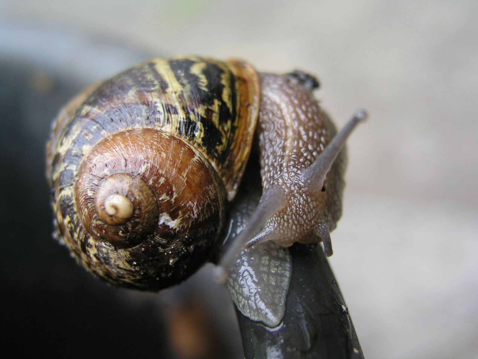 Olympus C5050Z sample photo. Snail, mollusk, insect photography