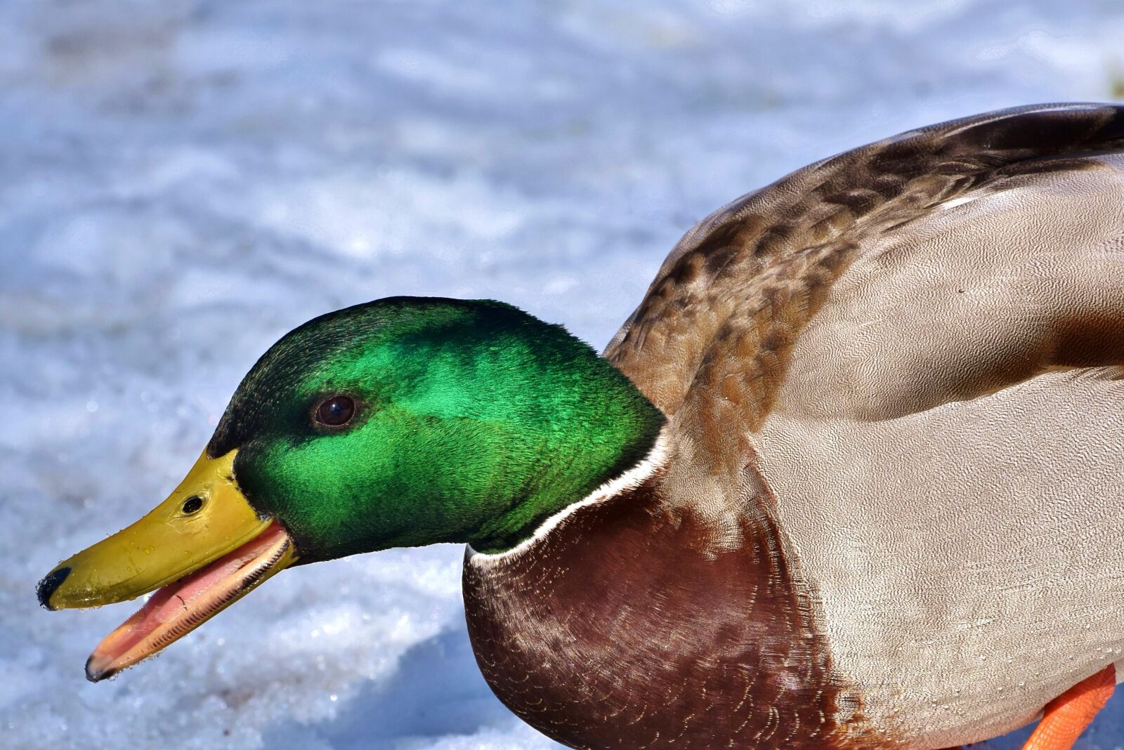 Nikon D7200 sample photo. Duck, drake, mallard photography