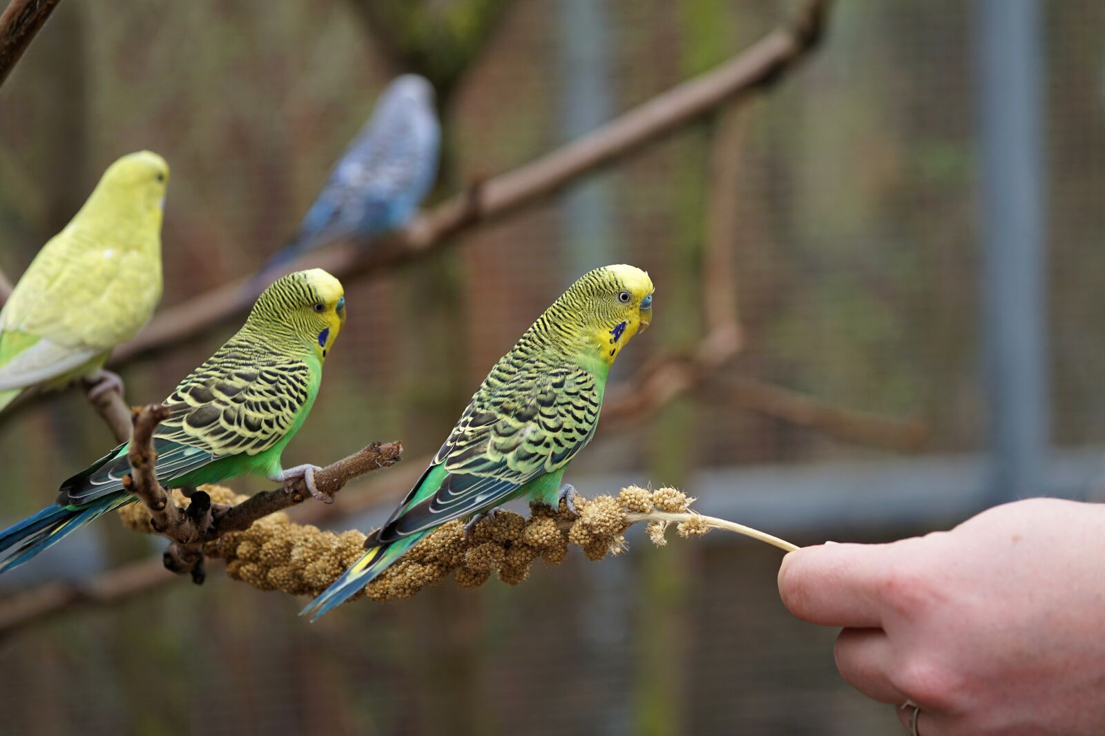 Sony a6000 + E 60mm F2.8 sample photo. Budgie, bird, parakeet photography
