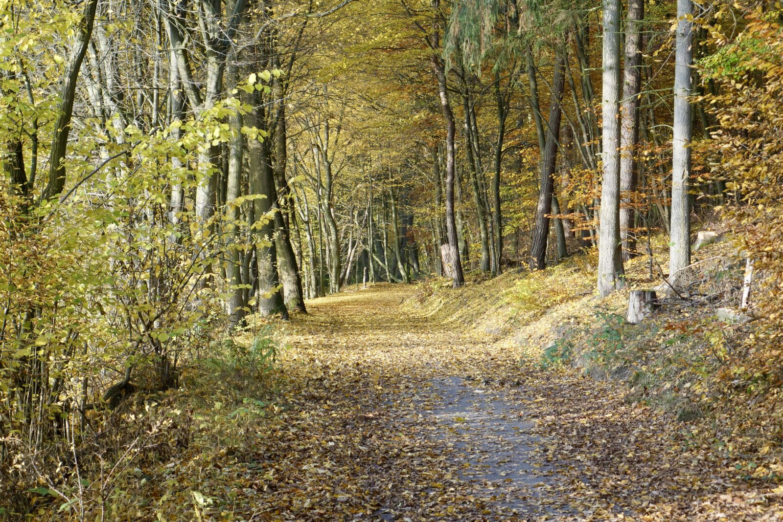 Panasonic DMC-G70 sample photo. Autumn, forest, nature photography