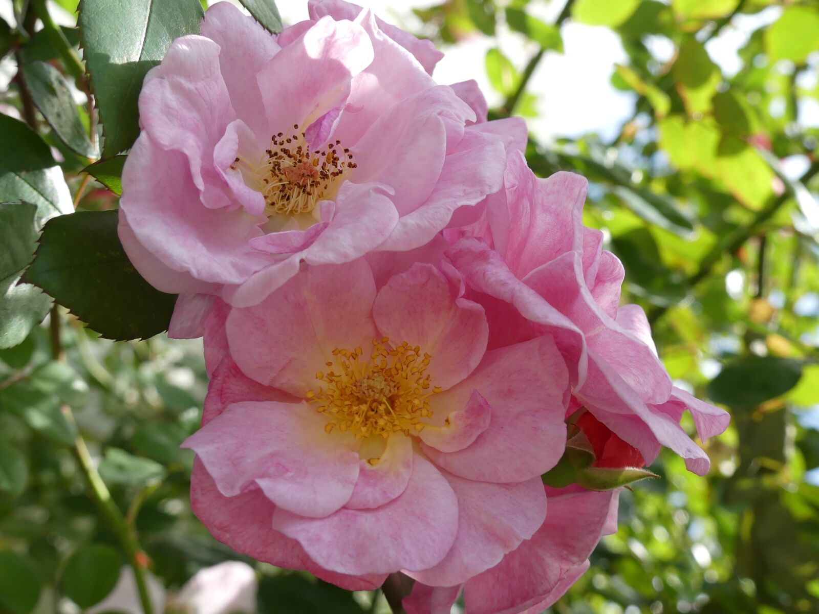 Panasonic Lumix DMC-FZ300 sample photo. Rose, wild rose, blossom photography