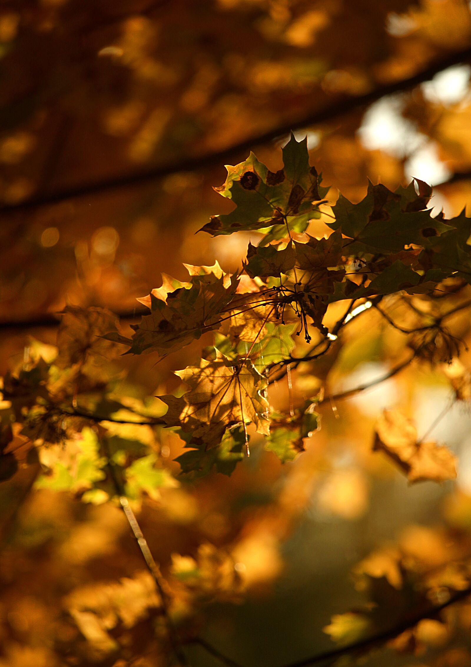 Canon EF-S 55-250mm F4-5.6 IS STM sample photo. Autumn, leaves, foliage photography