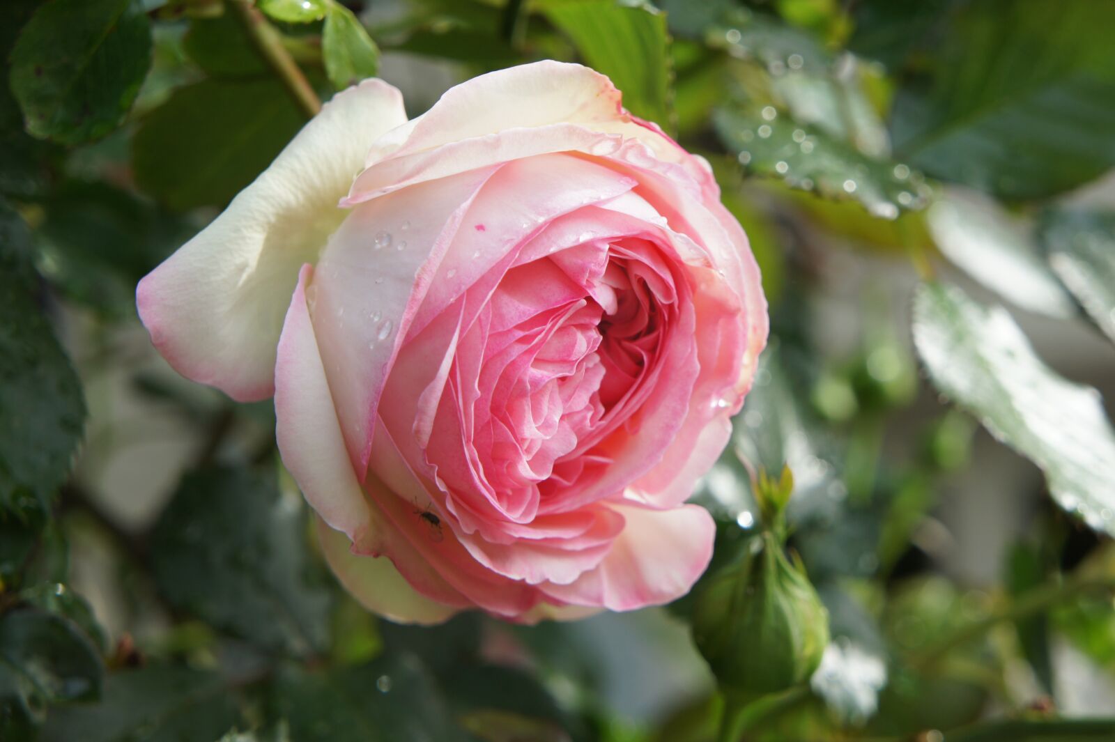 Sony Alpha NEX-3 + Sony E 18-55mm F3.5-5.6 OSS sample photo. Pink, garden, flower photography