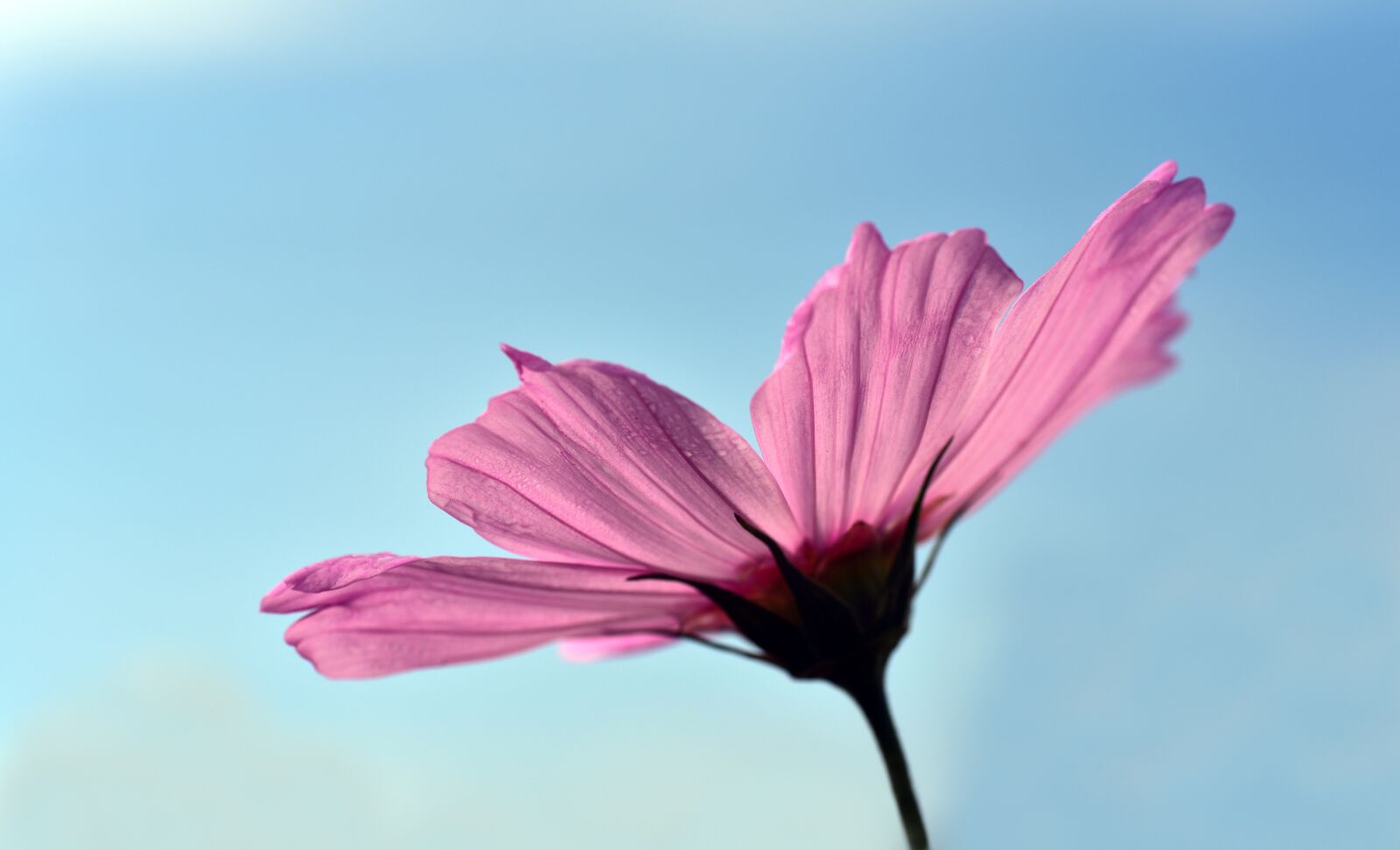 Nikon D750 sample photo. Cosmea, cosmos, blossom photography