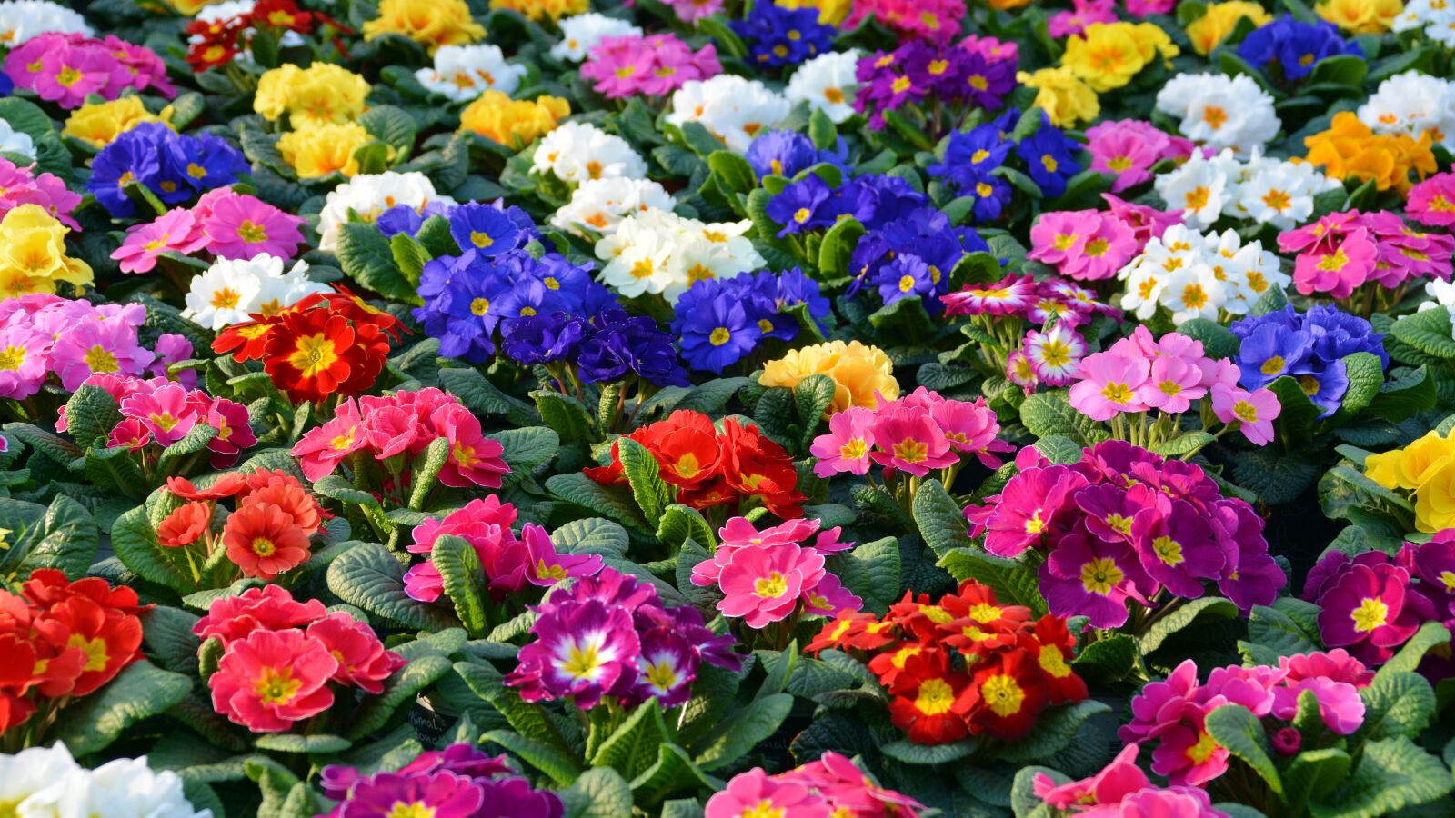 Nikon D5200 sample photo. Primroses, spring primroses, flowers photography