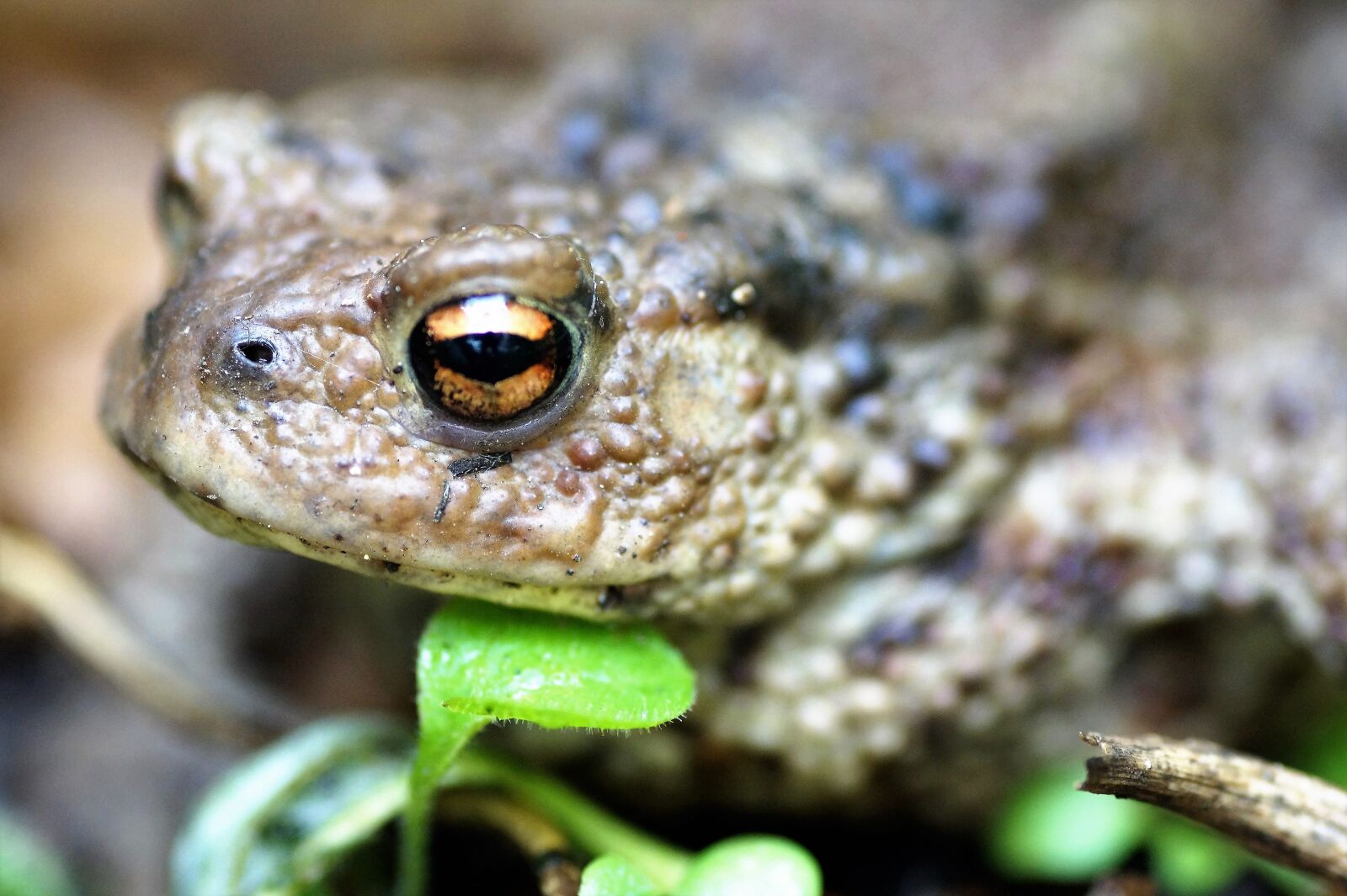 Sony SLT-A58 sample photo. Toad, general, bufo bufo photography