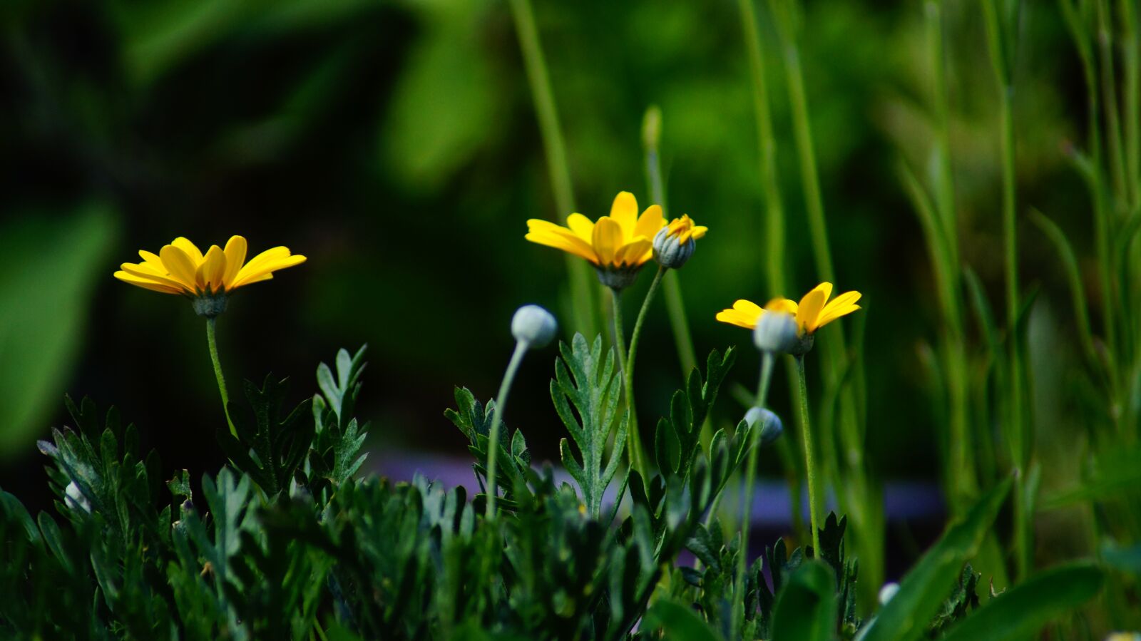 Sony SLT-A58 sample photo. Yellow, flowers, nature photography