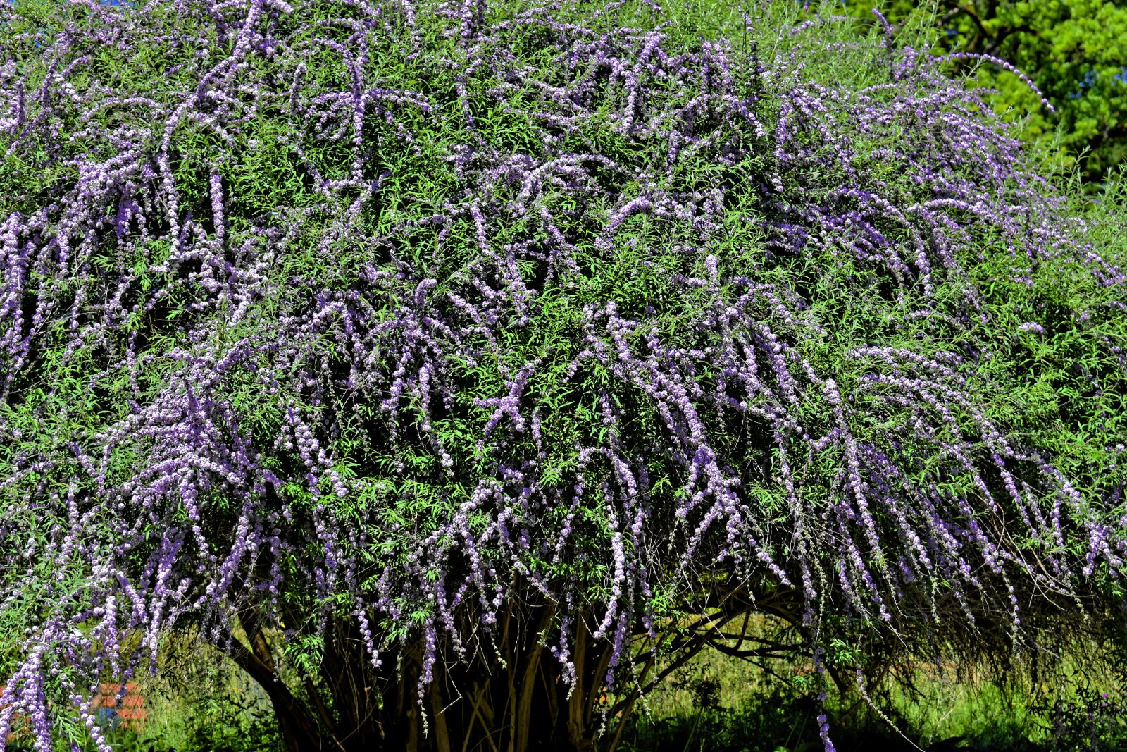 Nikon D7200 sample photo. Bush, plant, blossom photography