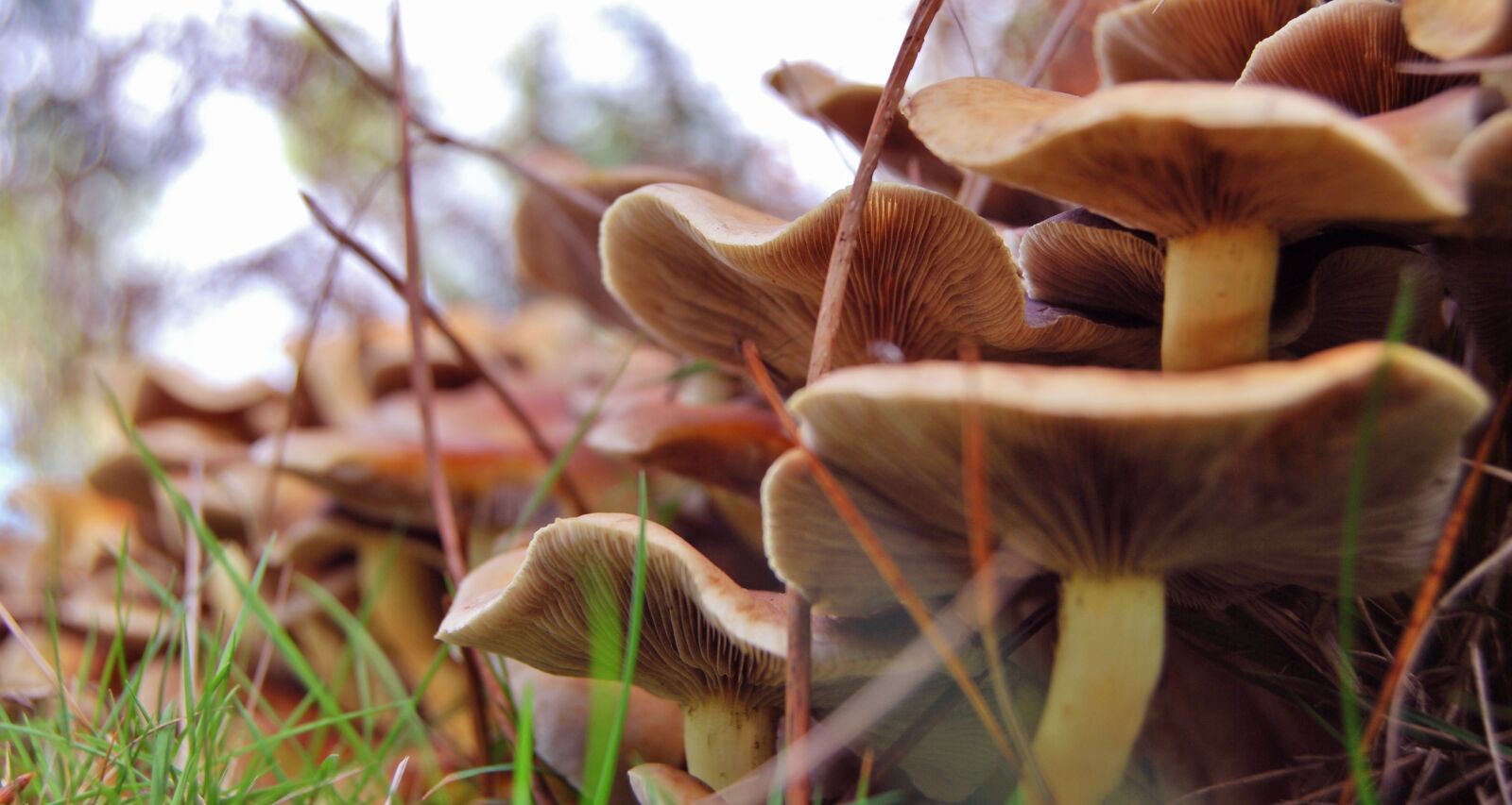 Nikon D60 sample photo. Mushrooms, soil, moss photography