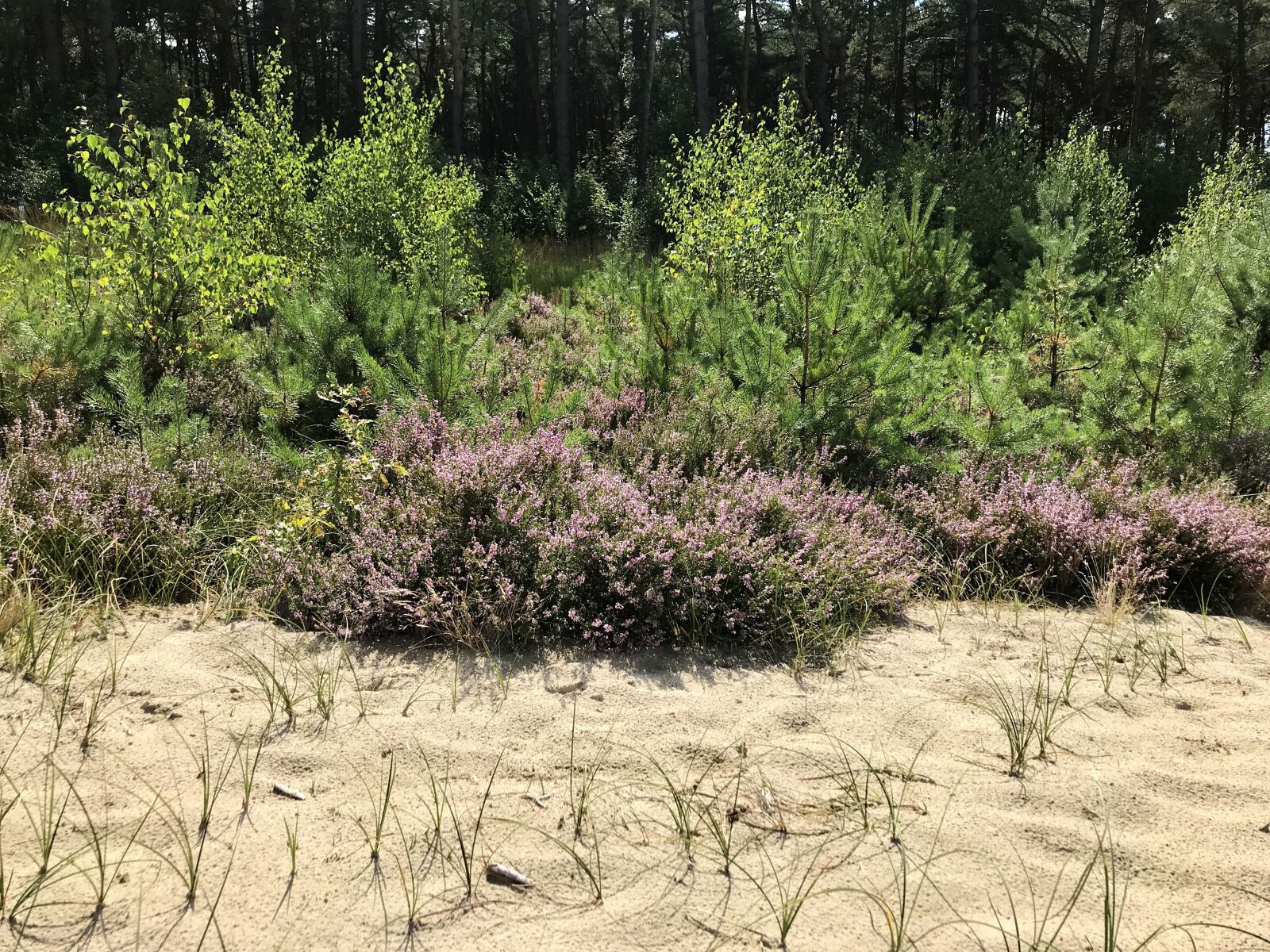 iPhone 7 back camera 3.99mm f/1.8 sample photo. Holmer sand mountains, sand photography