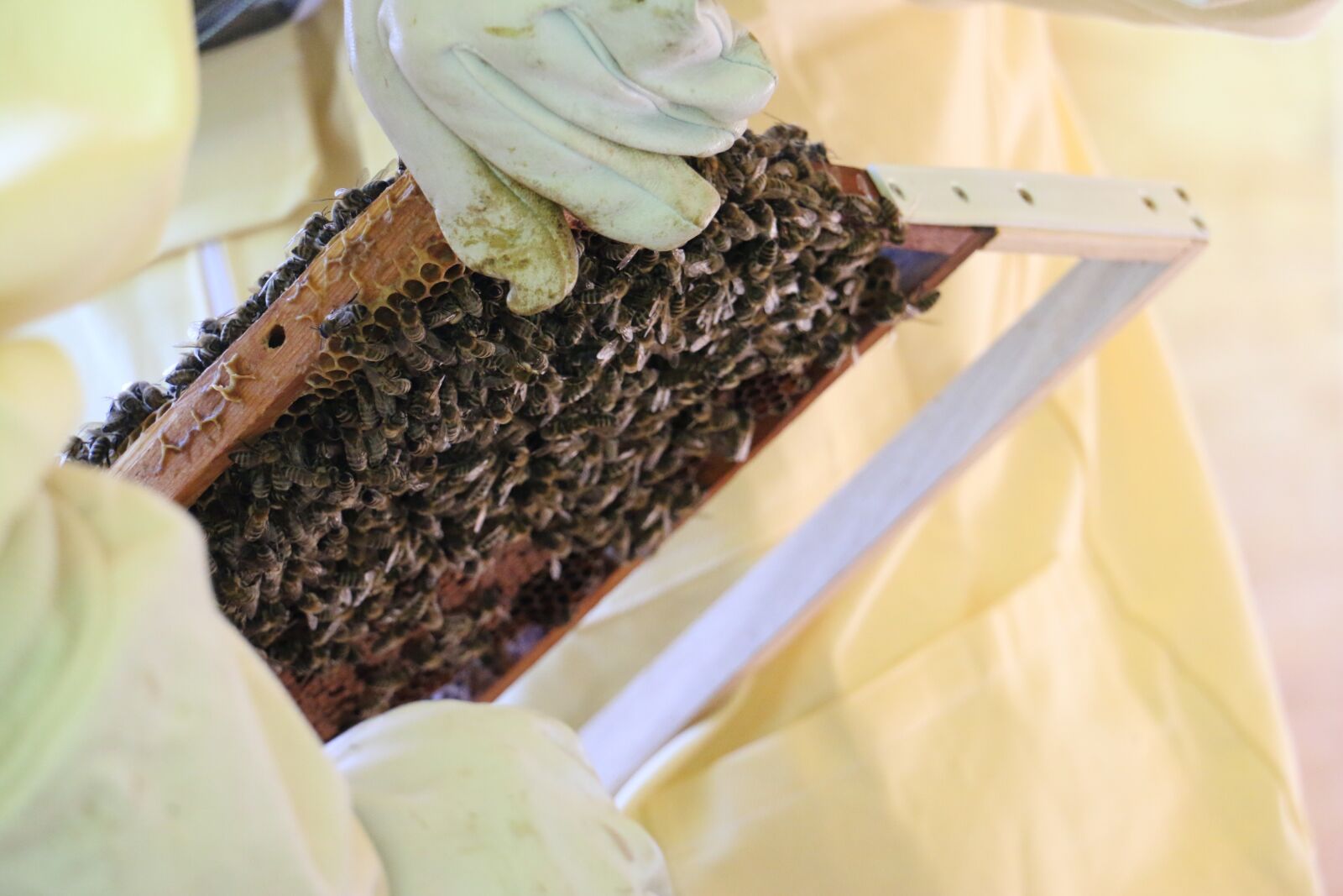 Canon EOS 70D sample photo. Bees, beekeeper, honey photography