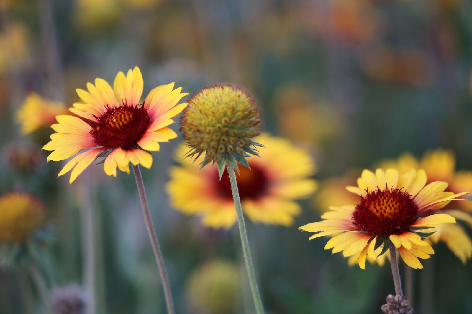 Canon EF 70-300 F4-5.6 IS II USM sample photo. Blanket flower, gaillardia aristata photography