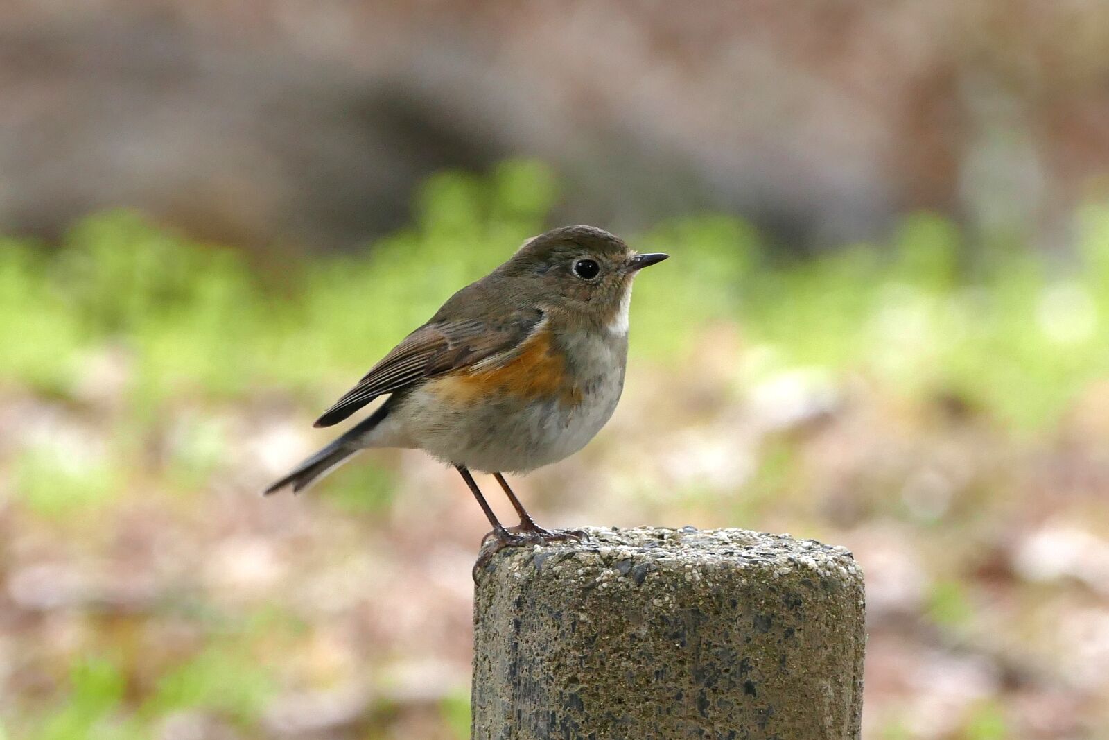 Panasonic Lumix DMC-FZ1000 sample photo. Bird, red-flanked bluetail, cute photography