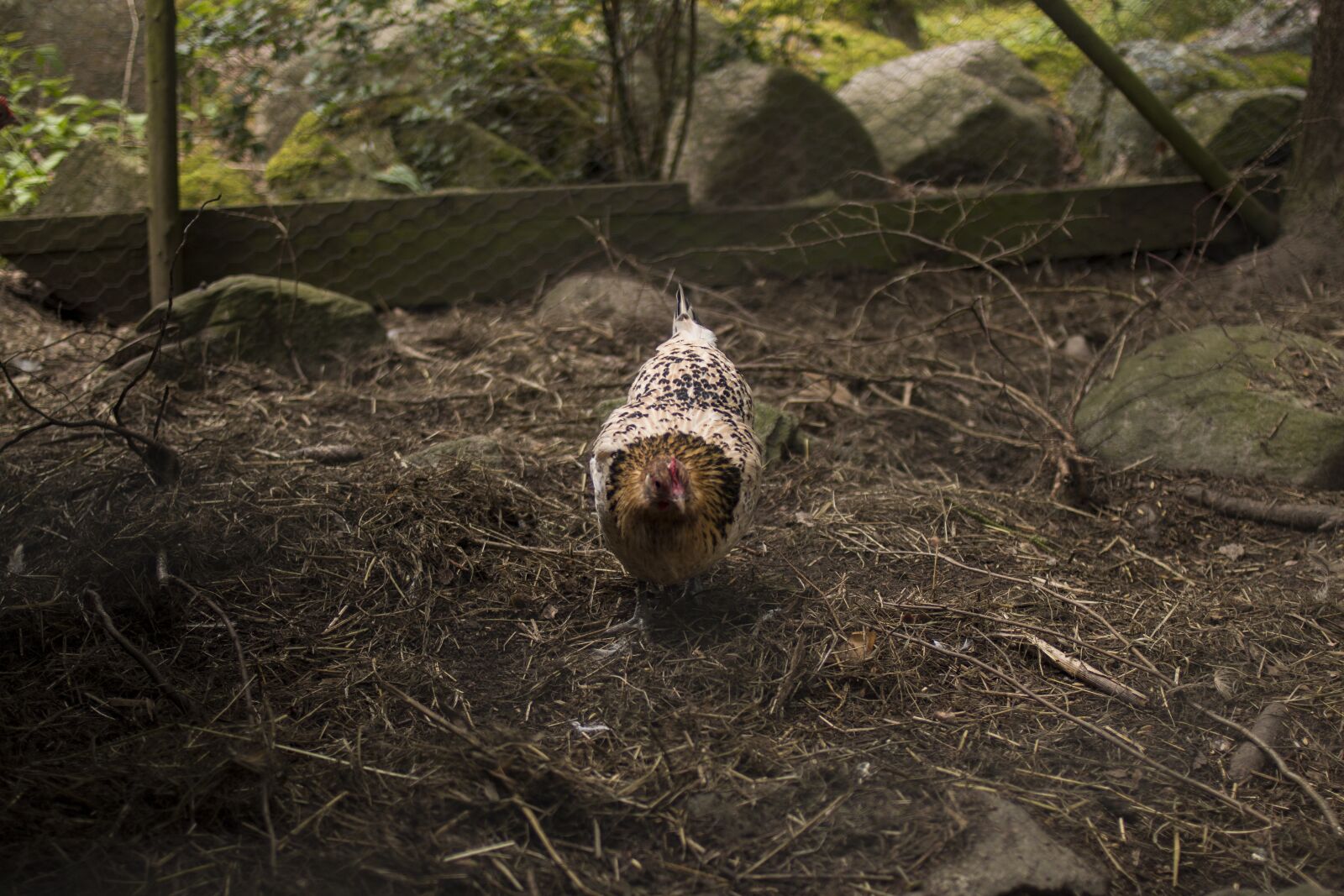Canon EOS 70D + Canon EF 35mm F2 sample photo. Chicken, farm, animal photography