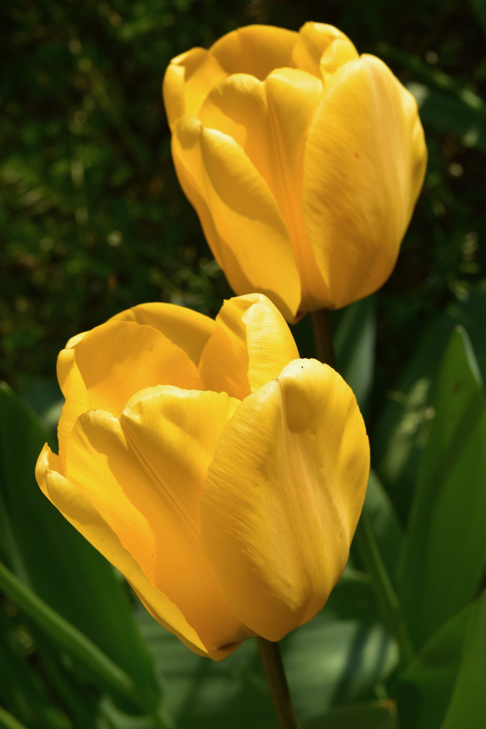 Nikon D5600 sample photo. Flower, yellow flowers, yellow photography