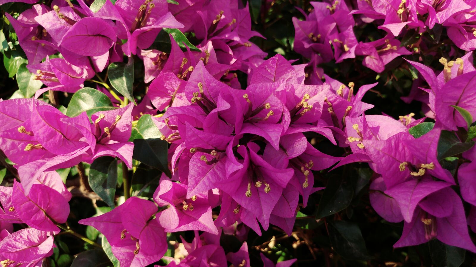 LG G5 sample photo. Bougainvillea, reddish flower, petal photography