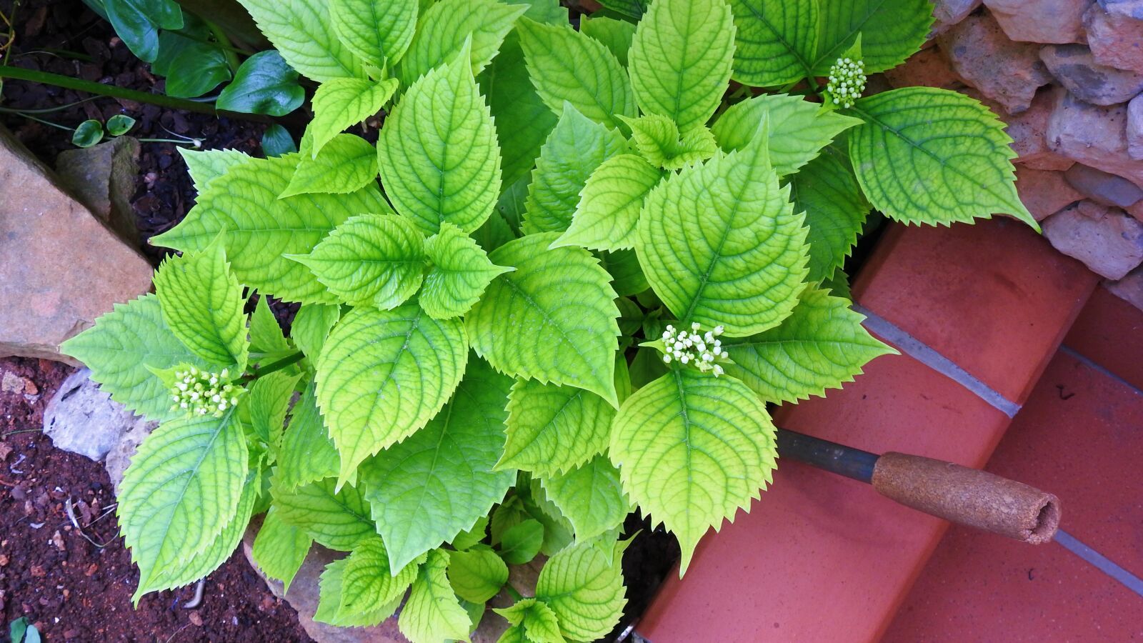 Nikon Coolpix P900 sample photo. Plant, ortenzia, bianca photography