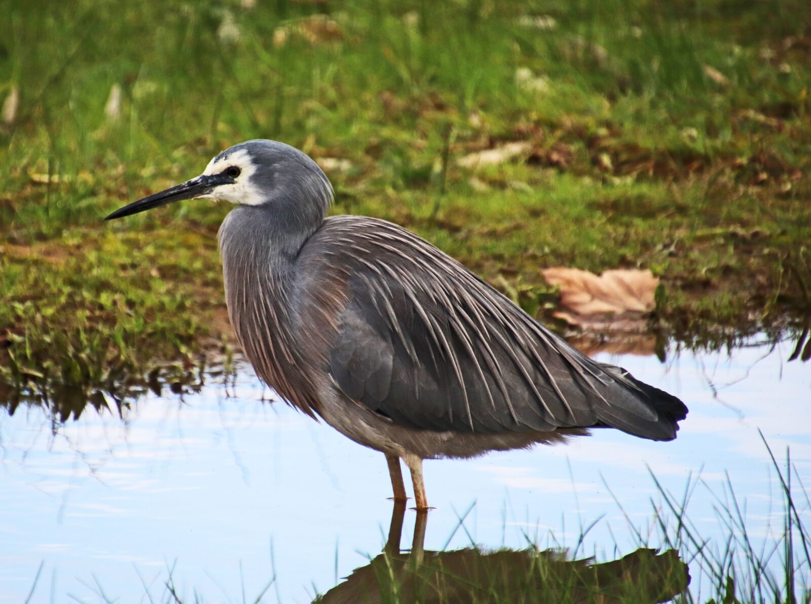 Canon EOS 800D (EOS Rebel T7i / EOS Kiss X9i) sample photo. Bird, grey, heron photography