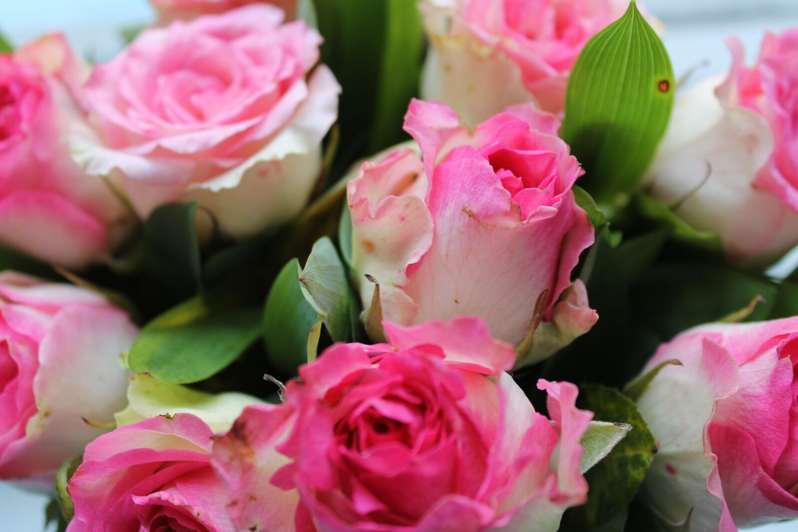 Canon EOS 1100D (EOS Rebel T3 / EOS Kiss X50) sample photo. Flowers, roses, pink roses photography