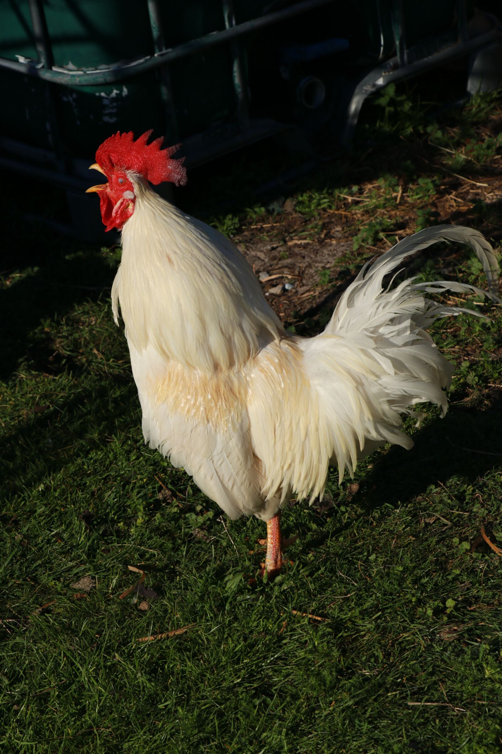 Canon EF-S 18-135mm F3.5-5.6 IS USM sample photo. Hahn, rooster, pride photography