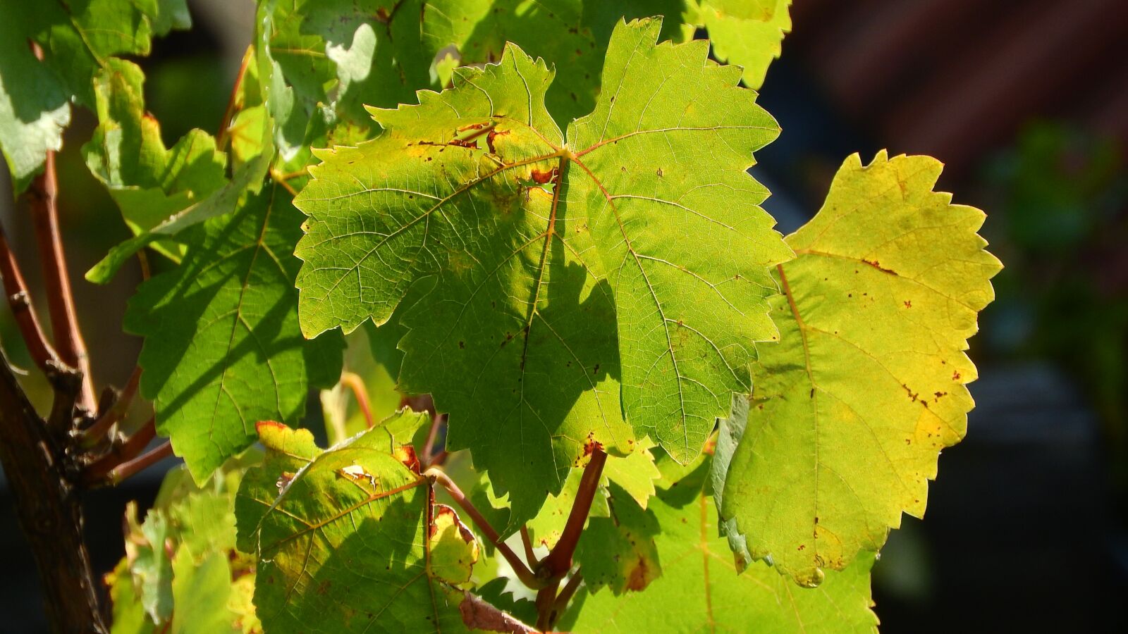 Nikon Coolpix P610 sample photo. Grapevine, twig vine, the photography