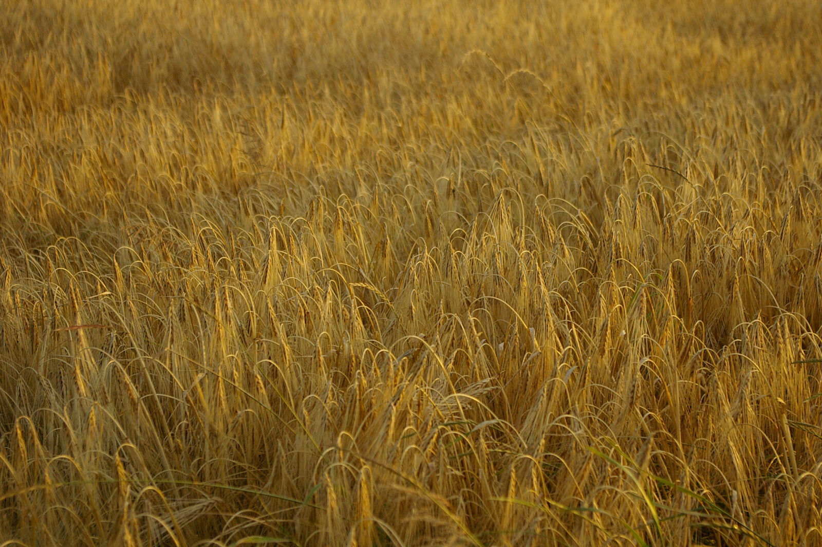 Pentax *ist DS sample photo