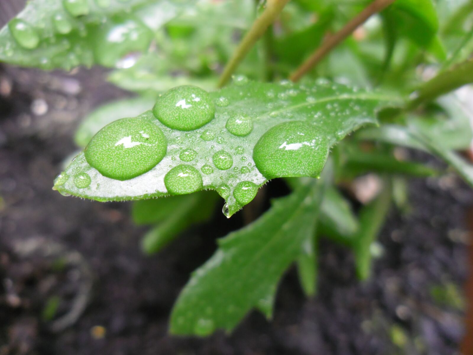 Samsung ES80/ ES81 sample photo. Water drops, nature, rain photography