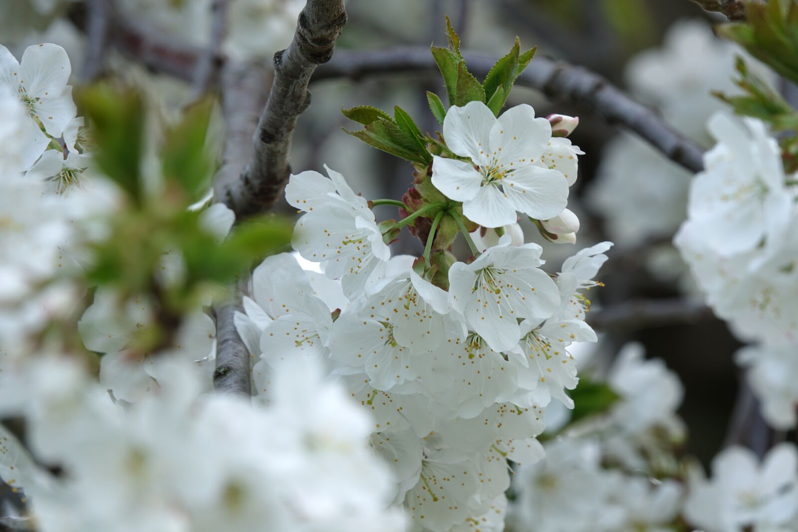 Sony Cyber-shot DSC-RX10 III sample photo. Cherry blossom, spring, branch photography