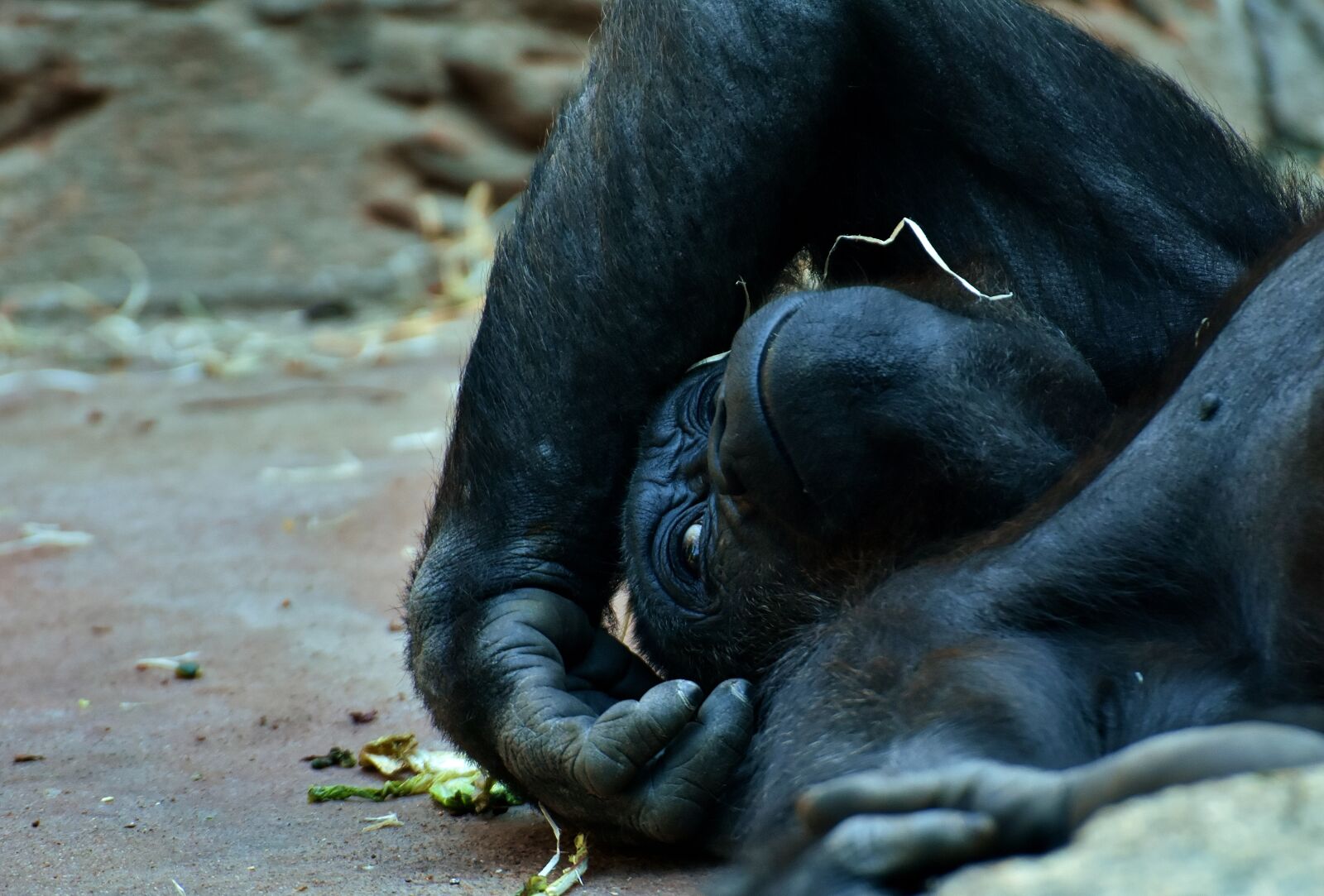 Nikon D7200 sample photo. Gorilla, monkey, animal photography