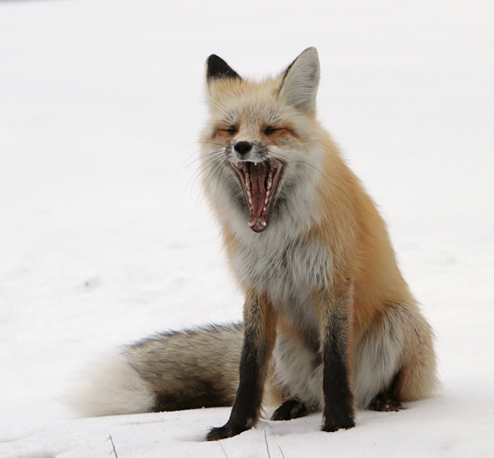 Canon EOS 7D sample photo. Fox, red wildlife, portrait photography