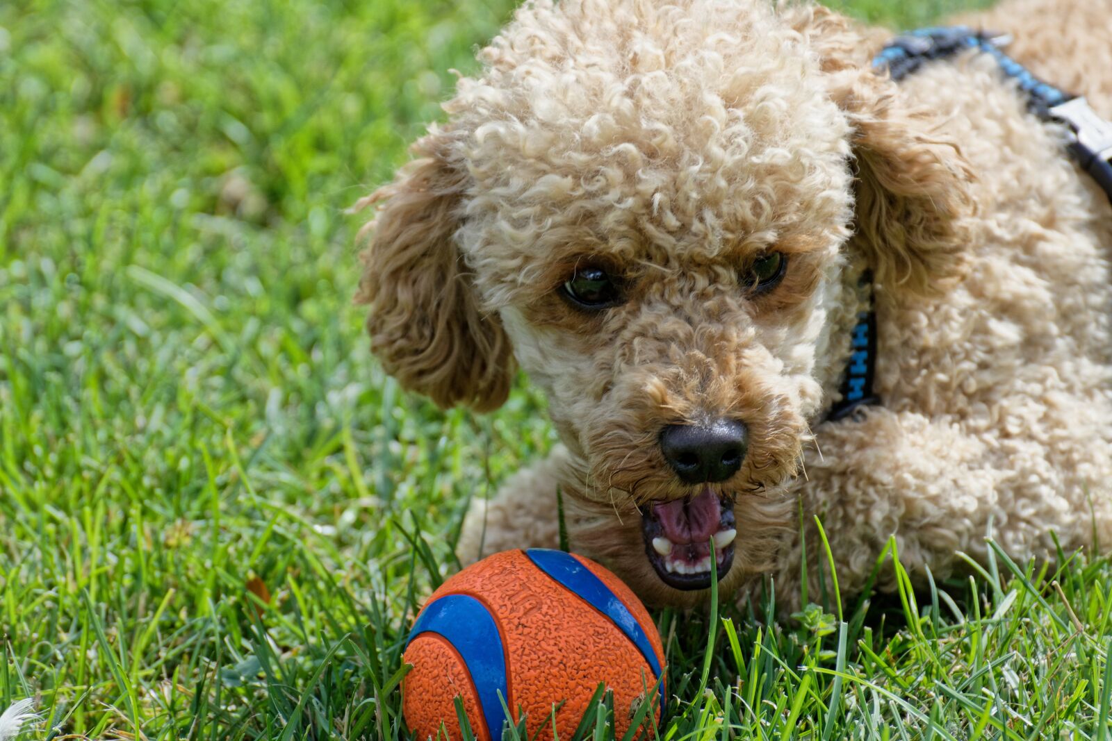 Nikon D7200 sample photo. Poodle, animal photography, playful photography