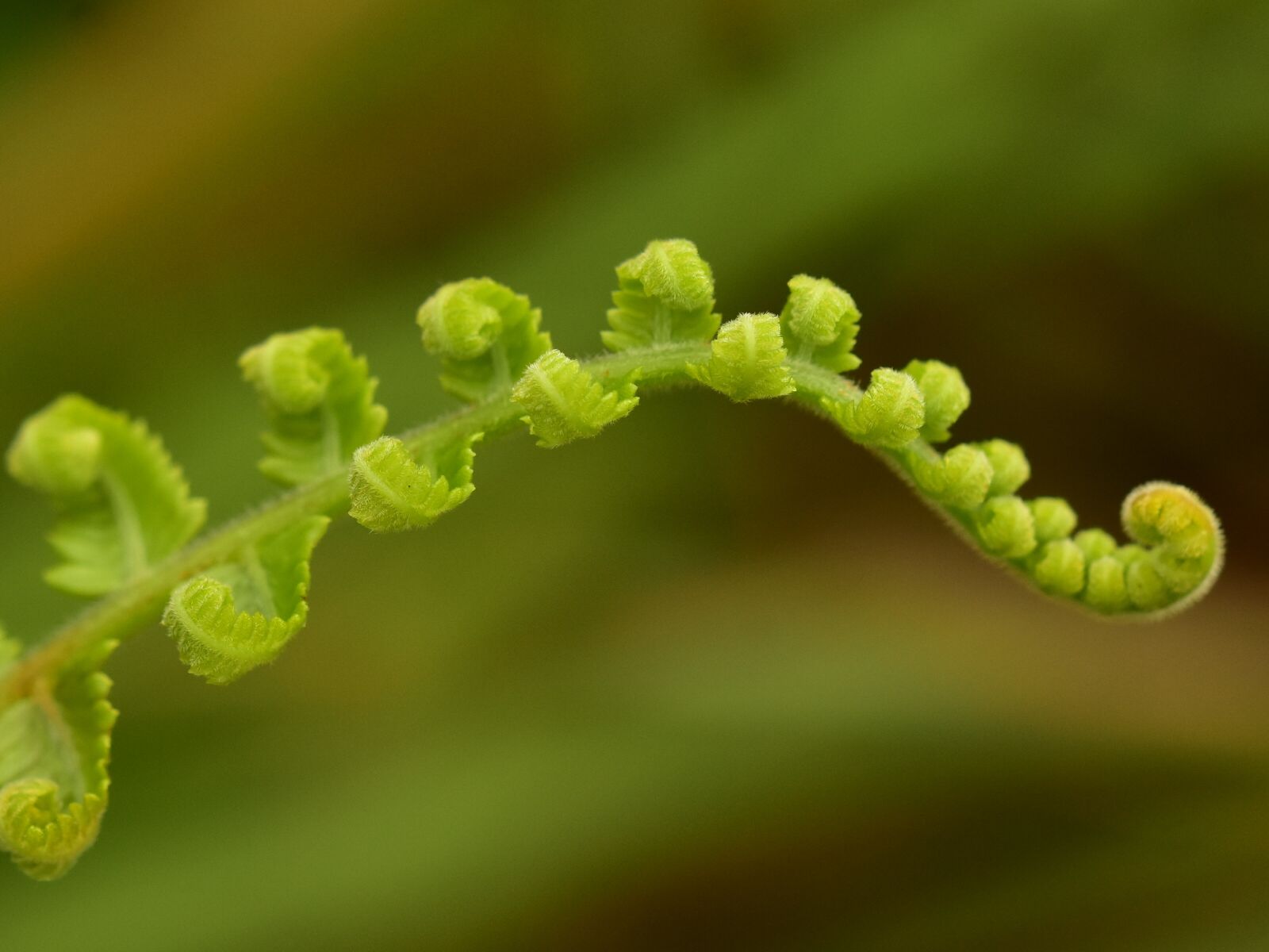 Nikon D3400 sample photo. Fern, ferns, green photography